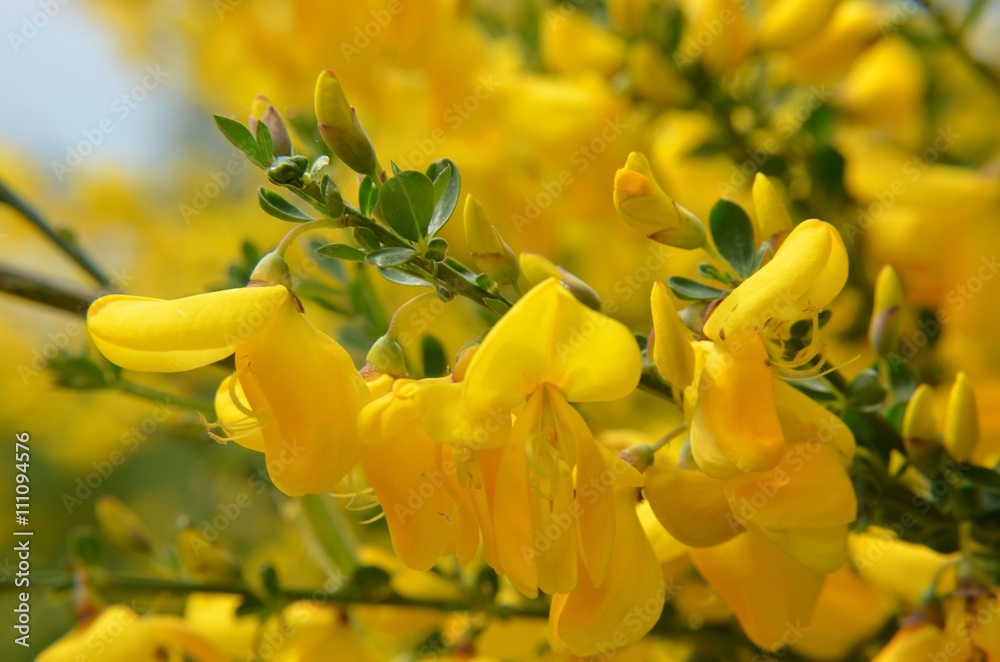 Obraz premium Ginster - Besenginster blüht gelb - Cytisus scoparius