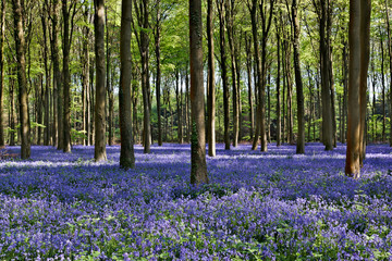 Keuken achterwand Foto van de dag Bluebells in Wepham Woods  © philipbird123