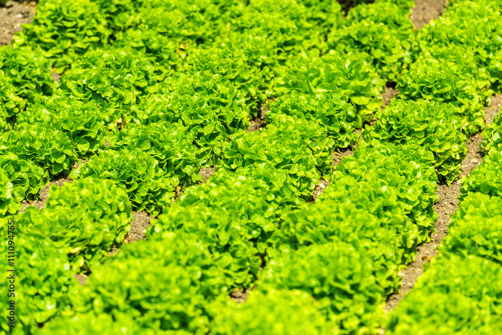 Obraz premium Cultivated field: fresh green salad bed rows
