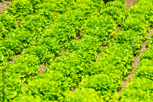 Cultivated field: fresh green salad bed rows © dvoevnore