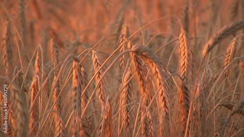 Beautiful, golden wheat field
 photo