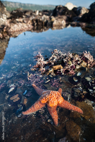 Slika na platnu Orange Ochre Seastar in Tide Pool
