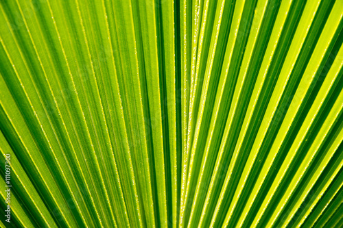  palm leaves © chaiudon
