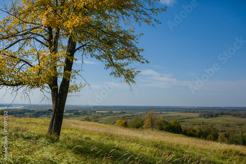 Autumn tree on a hill with views of the river