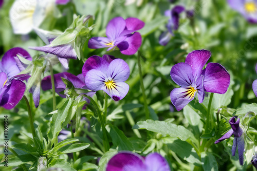 Pansy flower plant natural background  spring time