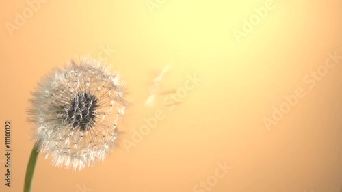 Dandelion seeds being blown in the wind.  The wind blows away dandelion seeds.  Slow motion 240 fps. High speed camera shot. Full HD 1080p. Slowmo