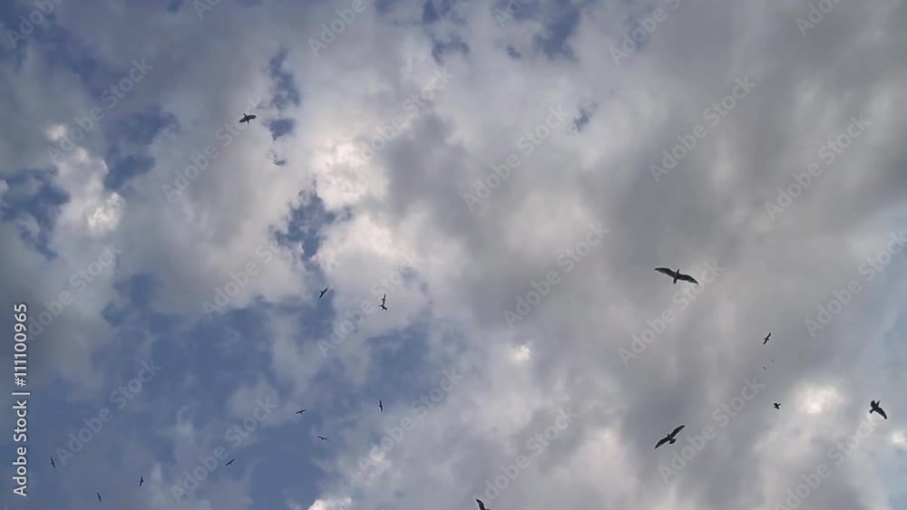 Many seagulls floating in the cloudy sky. Fleet of crows Many seagulls floating in the cloudy sky. Fleet of crows