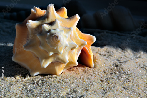 Primrose Conch seashell