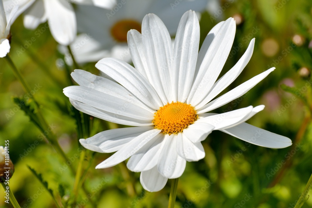 Jolie marguerite blanche dans un massif de fleurs en Bretagne Jolie marguerite blanche dans un massif de fleurs en Bretagne