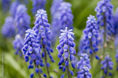 purple flowers muscari photo