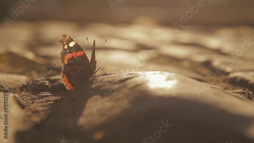 Close up, handheld shot of one small  tortoiseshell  or aglais urticae landed on the shiny cobblestone road with  sun flares behind at sunset. photo