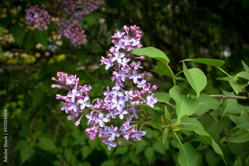 Fototapeta premium Flowers of Lilac