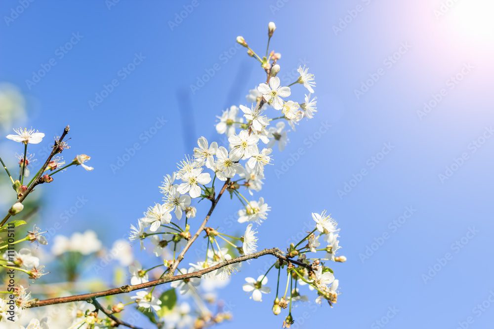 Flowers of the cherry blossoms on a spring day