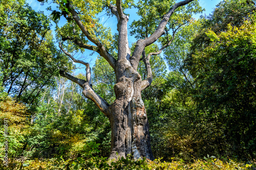 Oak-tree Maxim Zalizniak