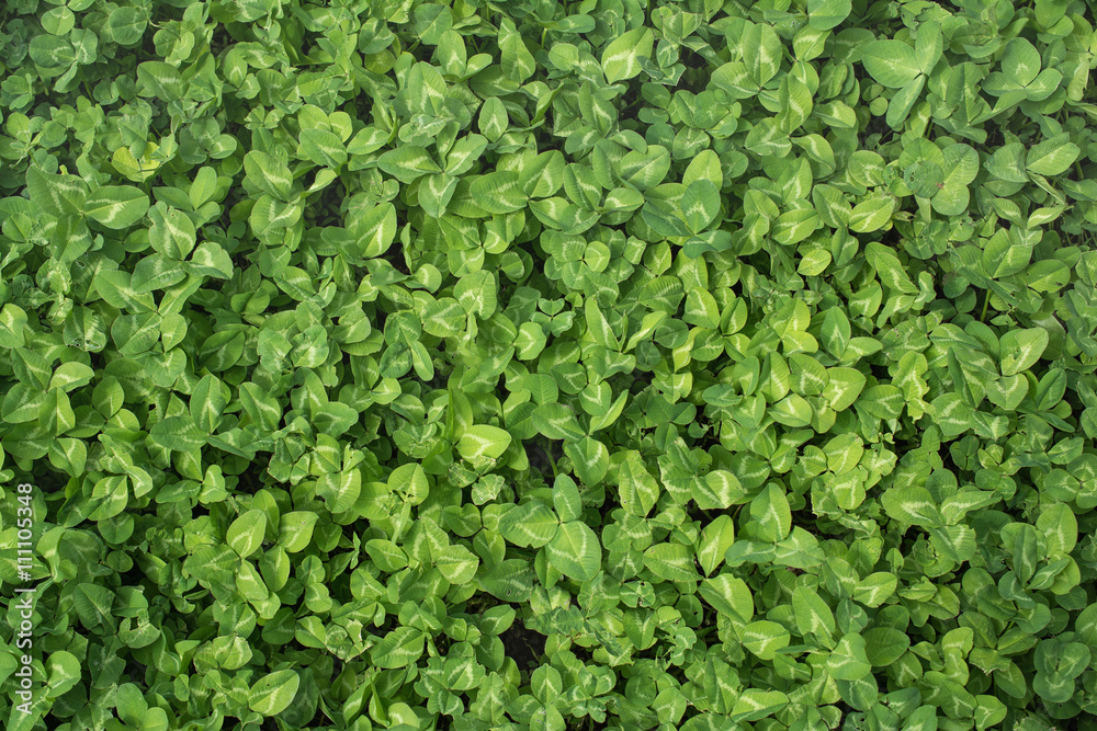 Clover Clover