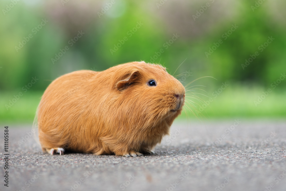 adorable guinea pig posing outdoors in summer adorable guinea pig posing outdoors in summer