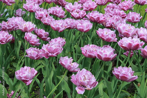Фон розовых тюльпанов