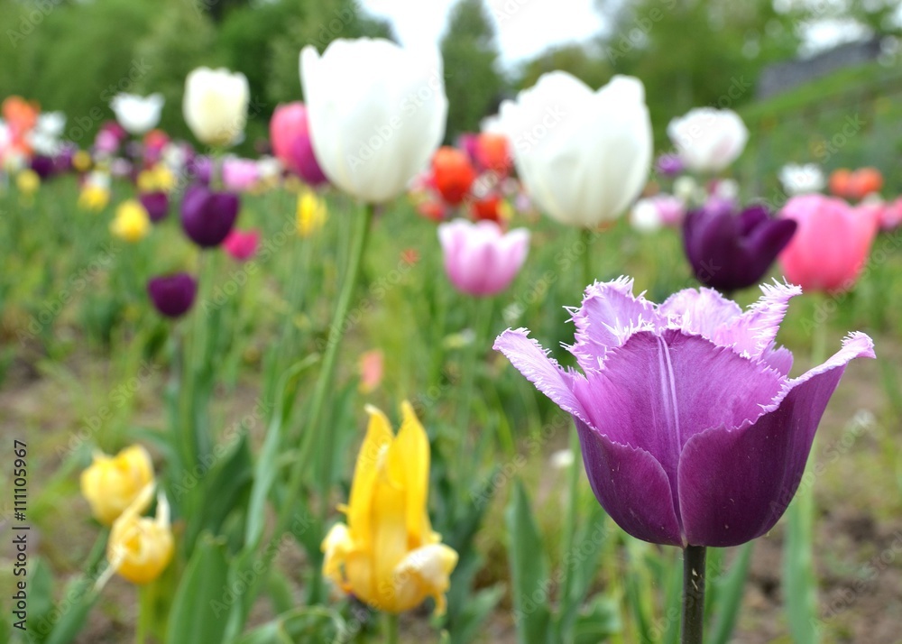 Bunte Tulpen blühen im Garten Bunte Tulpen blühen im Garten