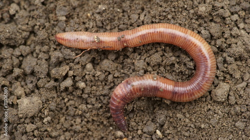 Earthworms in mold, macro photo