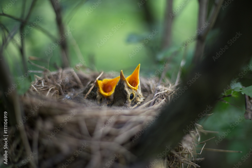 Bird's nest.