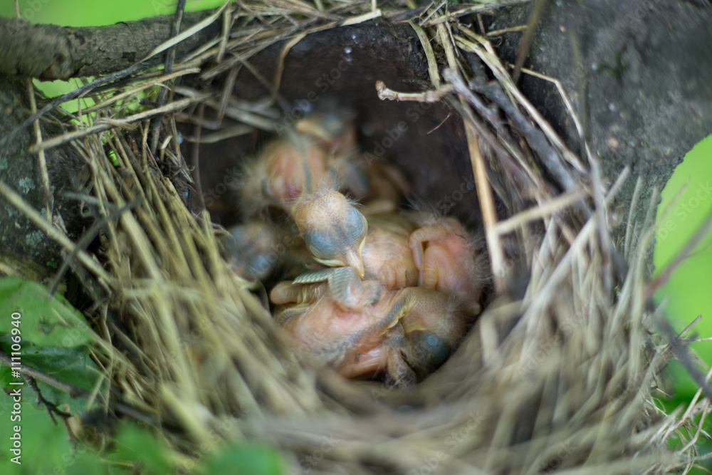 Obraz premium Bird's nest.