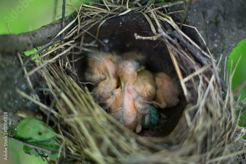 Bird's nest.