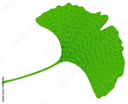 Ginkgo leaf