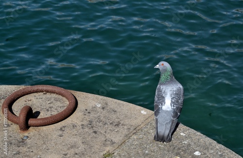 Pigeon dans un port