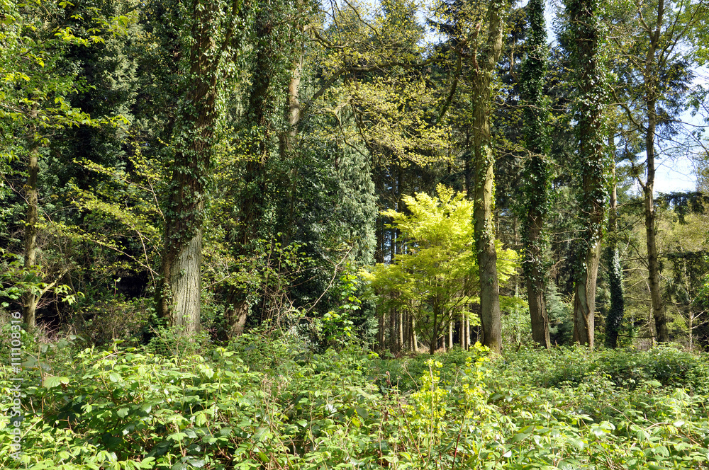 Obraz premium Shrubbery in the Woods.