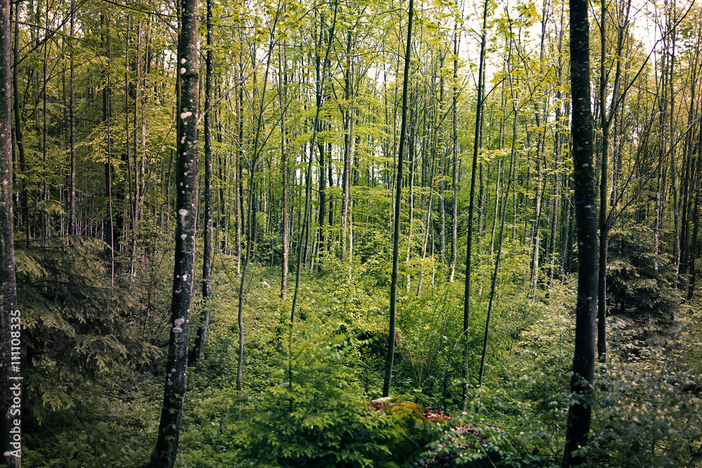 Obraz premium Forest in Tyrol, Austria