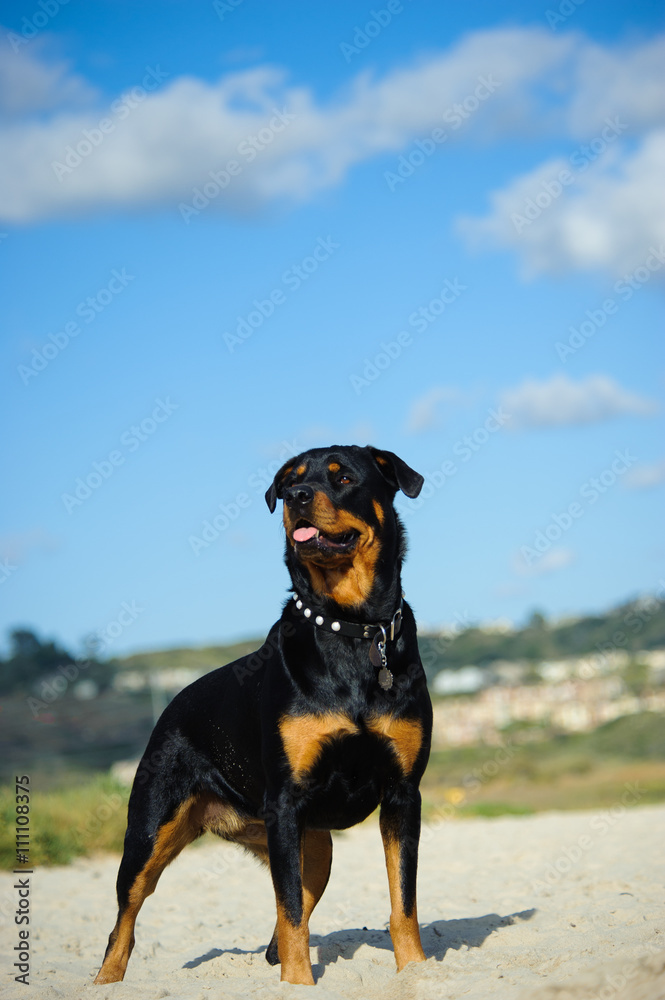 Rottweiler standing on beach sand with blue sky and clouds Stock-Foto |  Adobe Stock