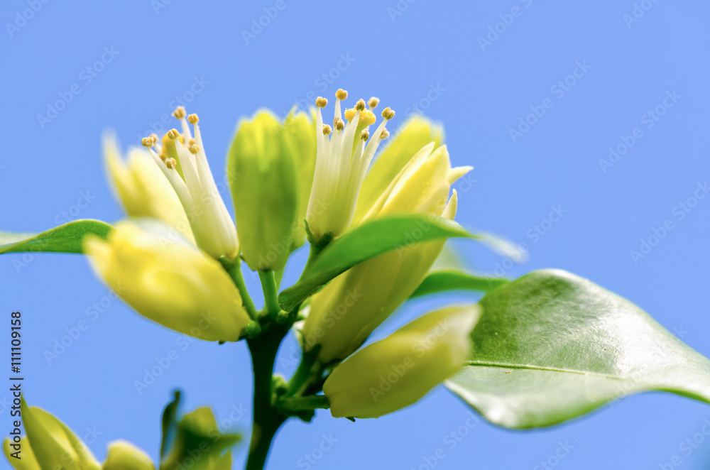 Pollen on white flowers of Murraya paniculata or Orange Jessamine on blue sky background
