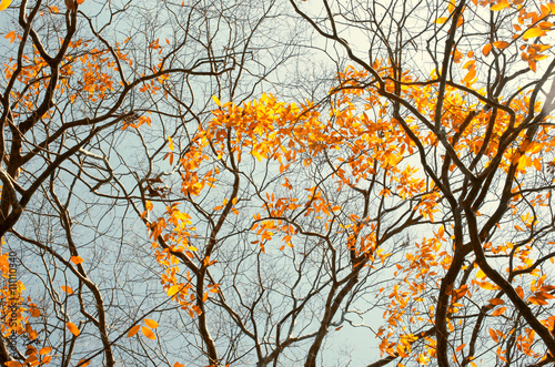 Autumn tree branch background.