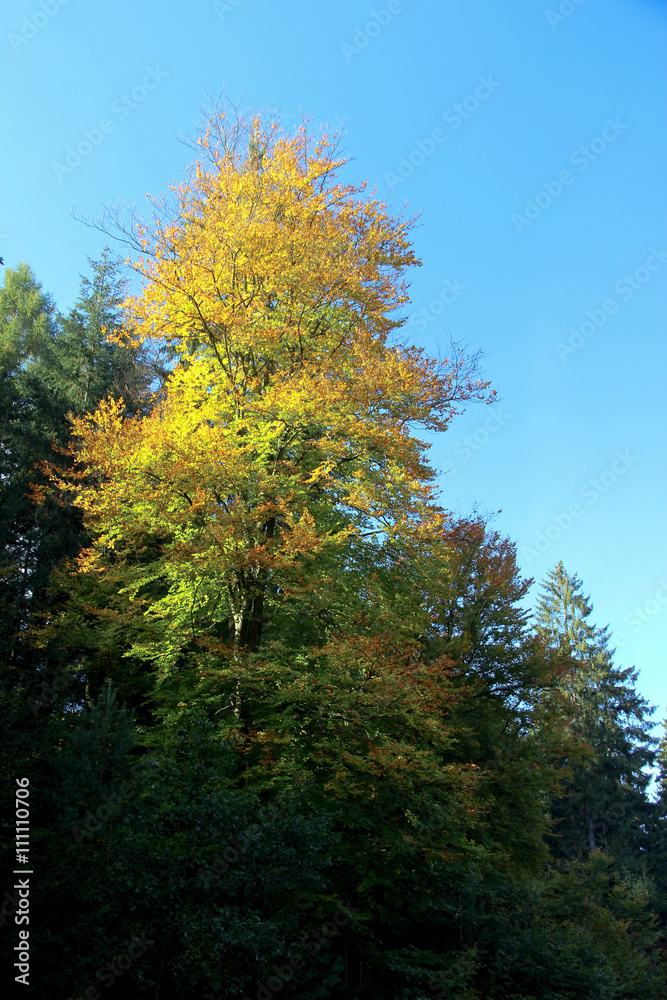 Leuchtender Baum im Herbst