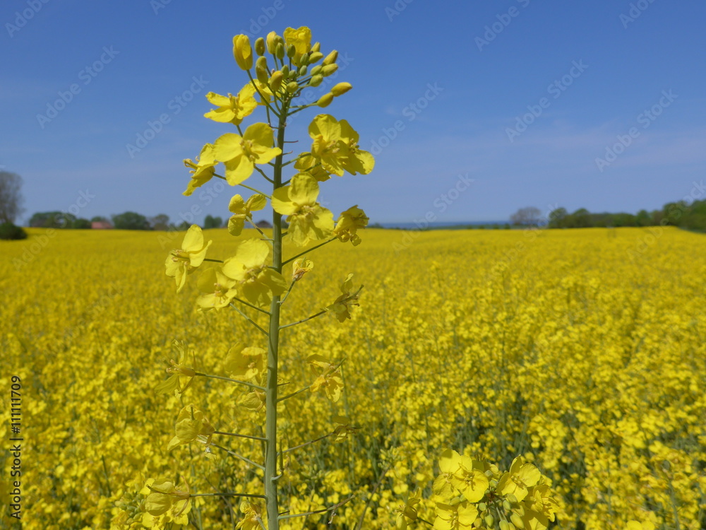 Rapeseed field on the Baltic Sea Rapeseed field on the Baltic Sea