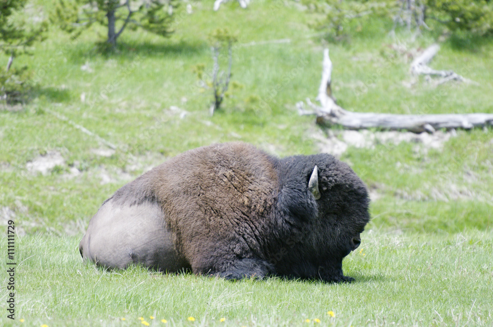 Fototapeta premium Bison