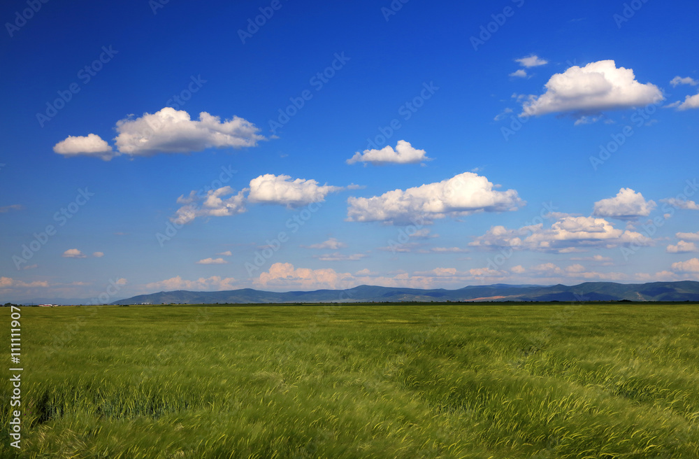 Field of wheat with cloudy blue sky