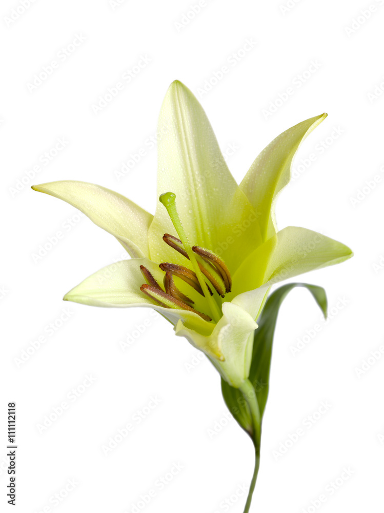Fototapeta premium close-up shot of lily against white.