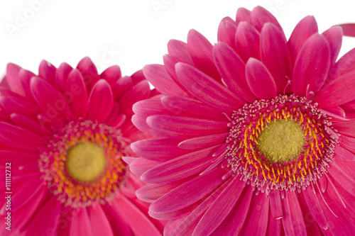 two heads of pink daisy