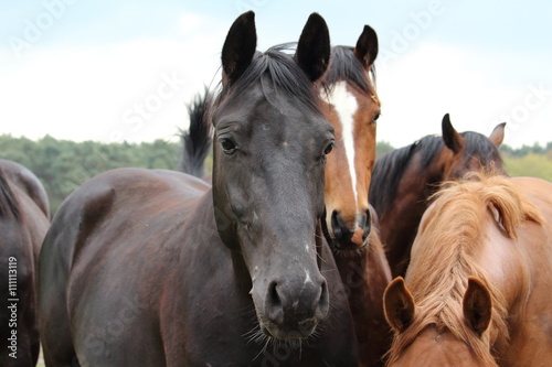 neugierige Pferde © marnag