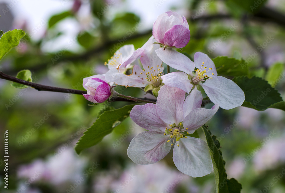 Obraz premium blooming Apple tree