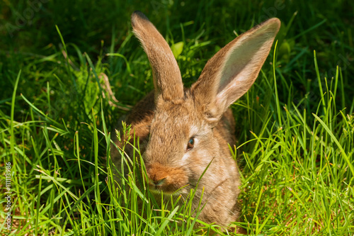 Rabbit in grass. © kuzina1964