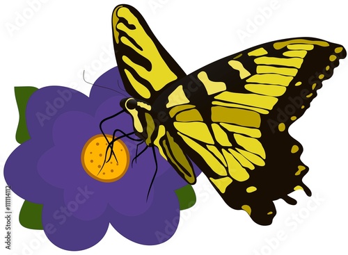 Monarch Butterfly with purple flower