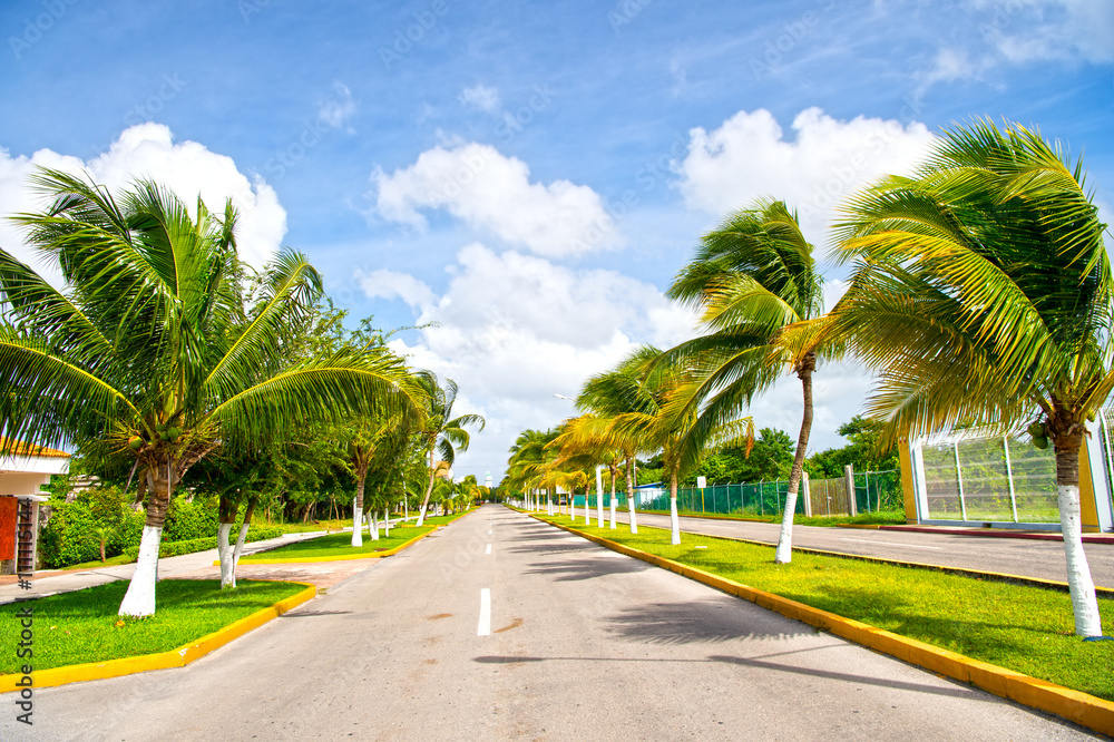 Palm trees in wind near road