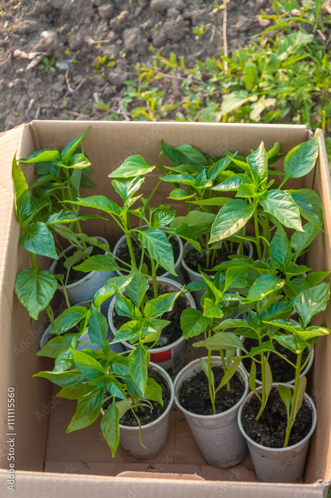 Pepper Seedlings in a box, waiting to be planted in the kitchen garden