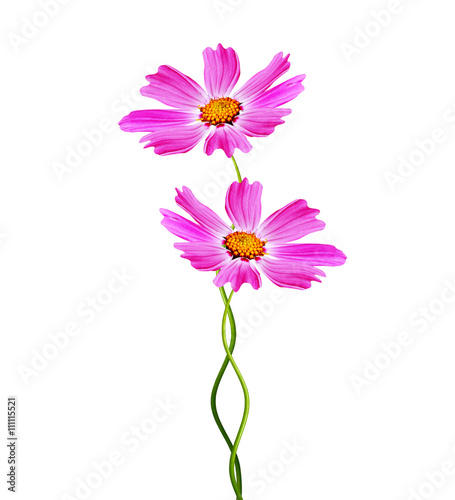 Cosmos flowers isolated on white background.