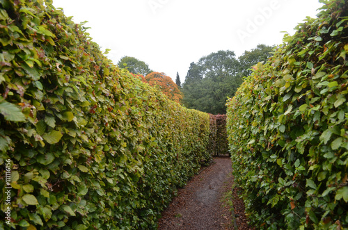 Beech hedges of Scone Palace hedge maze, castle park, Perth, Scotland photo