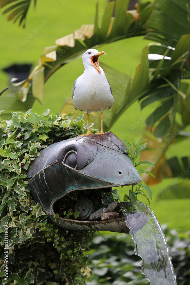 Fototapeta premium Seagull Bird with Open Beak