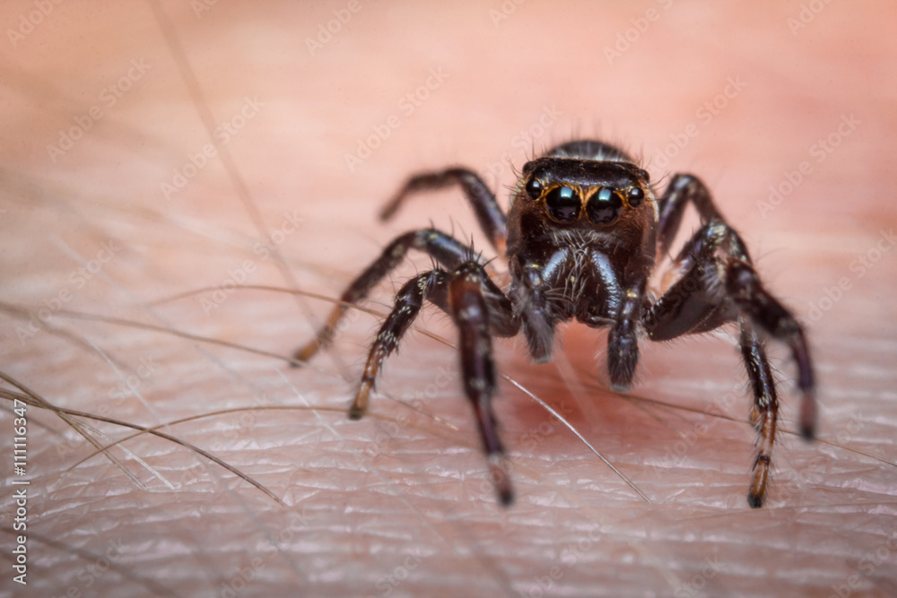Jumping Spider Macro Jumping Spider Macro