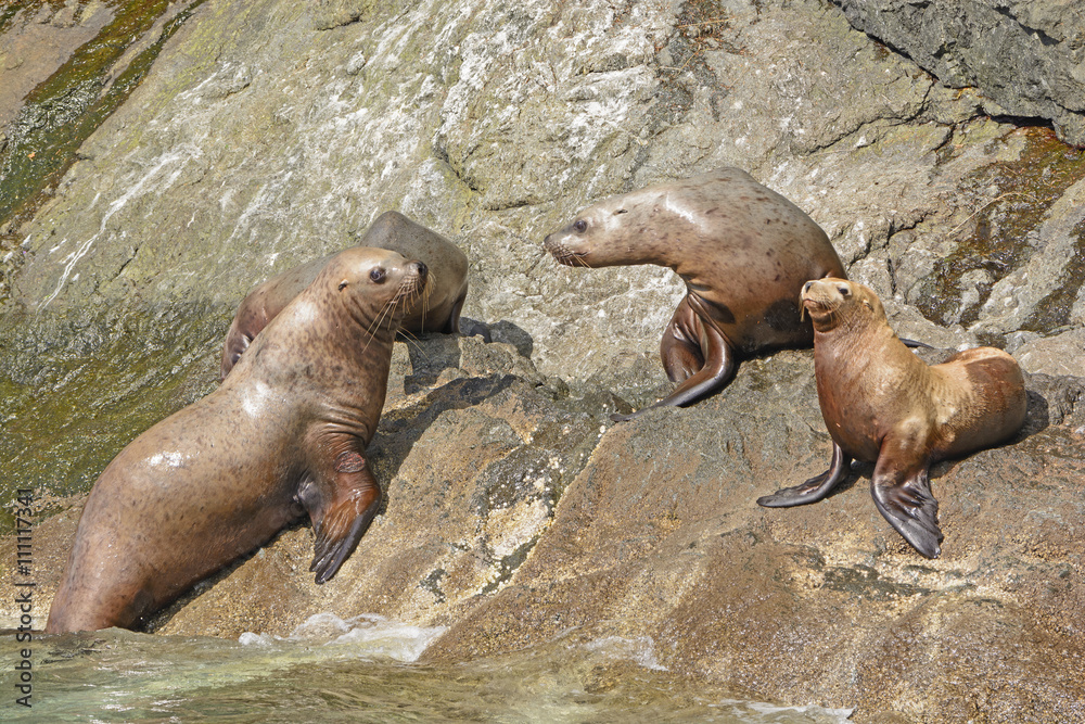 Fototapeta premium Stellar Sea Lions on a Rocky Coast